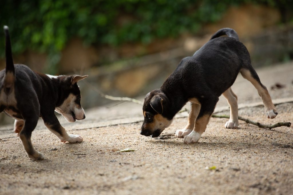 Dog Poop Pickup in Inkster Michigan