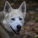 Dog Poop Pickup in Inkster Michigan